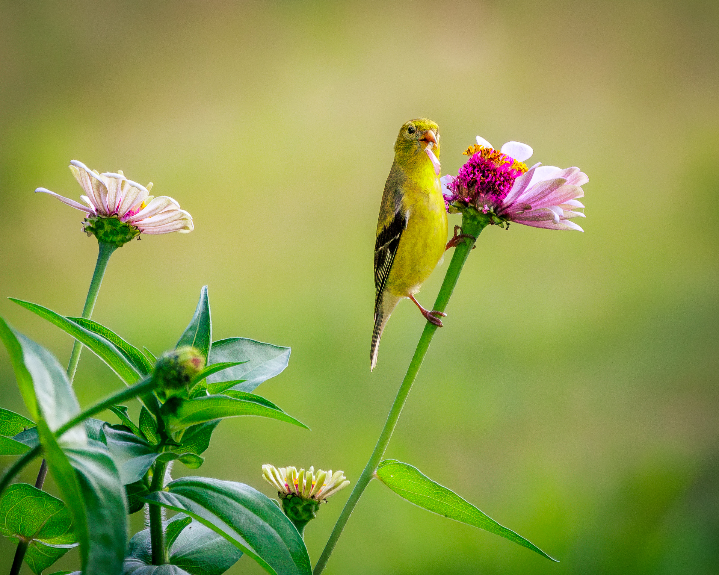 3rd PrizeOpen Color In Class 3 By Brian Cox For Goldfinch With Zinnias NOV-2024.jpg